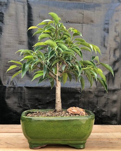 Ficus Midnight Bonsai Tree - Medium (benjamina 'midnight') Image