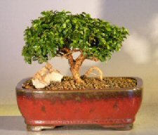 Shohin Bonsai on Starter Kit   Japanese Kingsville Boxwood Make Your Own Bonsai Tree