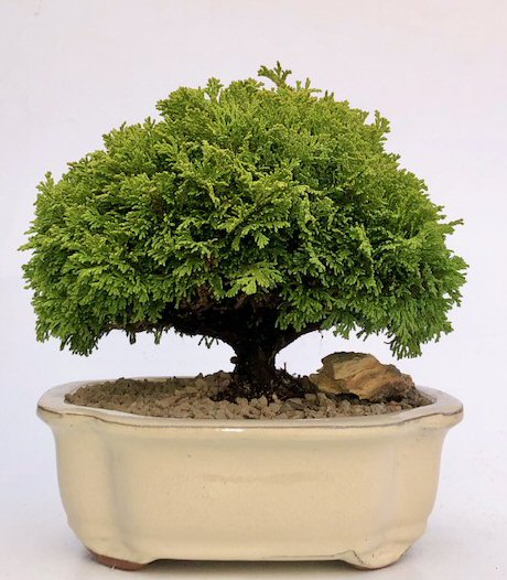 Tsukomo Cypress Bonsai Tree  (chamaecyparis pisifera tsukomo)