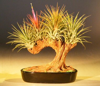 Bonsai Pots on Flowering Bonsai Tree Air Plant  Epiphytic Tillandsia Ionantha