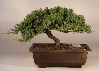 Juniper Windswept - Extra Large  (juniper procumbens 'nana')