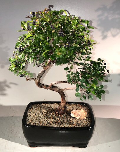Sweet Plum Curved Trunk Bonsai Tree Large (sageretia theezans) Image