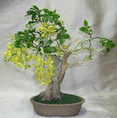 Artificial Flowering  Golden Shower Bonsai Tree