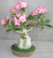 Artificial Flowering  Desert Rose Bonsai Tree