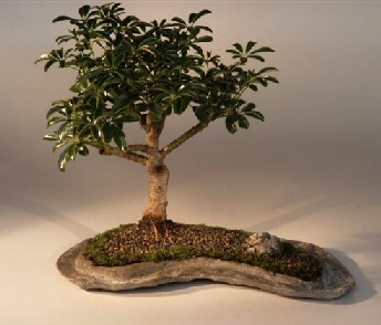 Bonsai on Hawaiian Umbrella Bonsai Tree On A Rock Slab Arboricola Schefflera