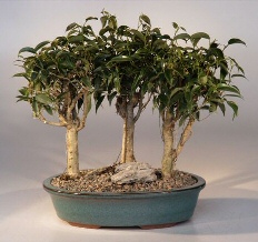 Oriental Ficus Bonsai - 3 Tree Group<br><i>(ficus benjamina 'orientalis')</i>