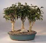 Oriental Ficus Bonsai Tree Group<br><i>(ficus benjamina 'orientalis')</i>