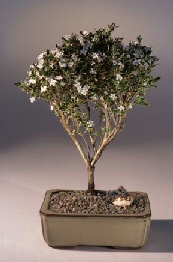 unknown Flowering Mount Fuji Serissa  - Large<br><i>(serissa foetida)</i>