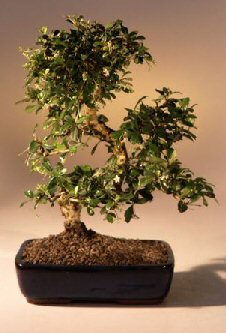 unknown Fukien Tea Flowering Bonsai Tree - Large<br>Curved Trunk Style<br><i>(ehretia microphylla)</i>