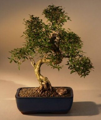 Chinese Flowering White Serissabonsai Tree Of A Thousand Stars Curved Trunk Style Extra Large(serissa Japonica)
