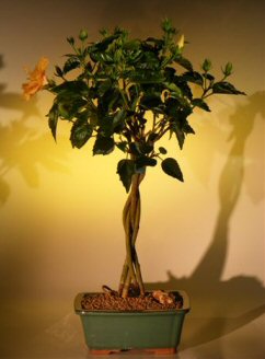 Flowering Mango Mist Tropical Hibiscus – Braided Trunk Style (rosa sinensis)