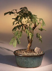 Flowering Mimosa Bonsai Tree - Large  (leucaena glauca)