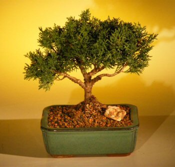 FREE SHIPPING ON THIS TREE Shimpaku Bonsai Tree Bonsai Tree - Large  (shimpaku itoigawa)