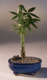 Braided Money Bonsai Tree - 'Good Luck Tree'(pachira aquatica) Image