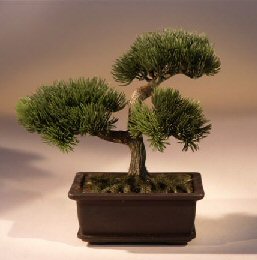 Artificial Japanese Pine Bonsai Tree