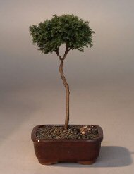 Blue Moss Cypress Bonsai Tree - Standard Upright  (chamecyparis glauca minima)
