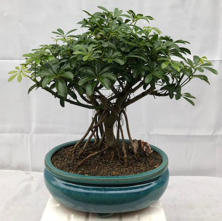 Hawaiian Umbrella Bonsai Tree - Banyan Style - Large  (arboricola schefflera)