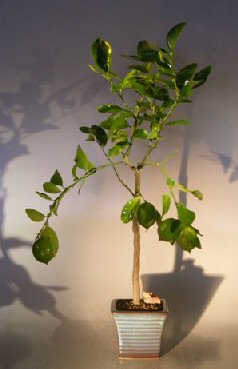 unknown Flowering Persian Lime  Bonsai Tree<br><i>(citrus latifolia)</i>