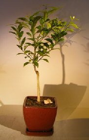 Flowering Tangerine Citrus Bonsai Tree - Seedless  (kishu mandarin)