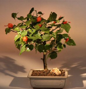 Bonsai Tree Seeds on Flowering Dwarf Hibiscusred Chinese Lantern   Medium Hibiscus