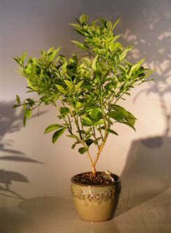 unknown Blood Orange Bonsai Tree<br><i>('citrus sinensis')</i>