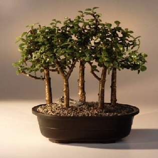 Baby Jade Bonsai Tree Five Tree Forest Group (Portulacaria Afra) Image