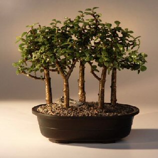 Bonsai Pictures on Baby Jade Bonsai Tree Five Tree Forest Group Portulacaria Afra