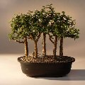 Baby Jade Bonsai Tree Five Tree Forest Group<br><i>(Portulacaria Afra)</i>