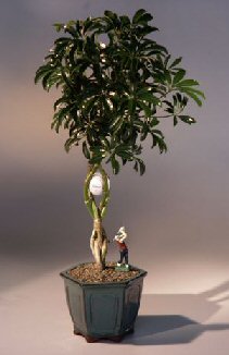 This is the tree that we recommend if you are inexperienced with bonsai or you do not have a green thumb. In our opinion it is one of the easiest bonsai trees to care for and is a very beautiful "trouble-free" evergreen. If you don't know which tree to purchase as a gift for someone, this is the tree to select. This versatile tree is great for the home, office, dorm or anywhere and does well in lower or higher lighting conditions. We grow 3 trees in a pot and braid them together around a golf ball to form the trunk of this unique tree. Has tiny umbrella shaped leaves forming a dense green canopy. Comes with a 3.0" golfer "pick" figurine as part of the landscape scene. Very popular and easy indoor care.