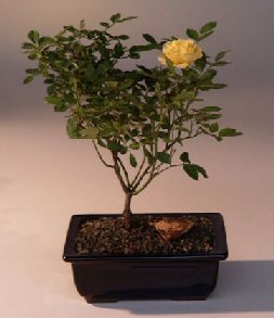 unknown Flowering Mini  Rose  Bonsai Tree<br>Tiny Yellow