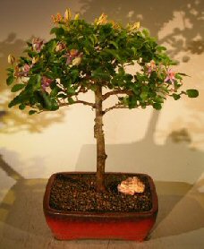 unknown Flowering Lavender Star Flower Bonsai Tree - Large<br><i>(Grewia Occidentalis)</i>