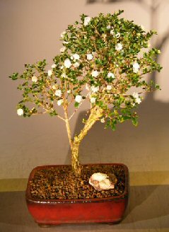 unknown Flowering Snow Rose Serissa Bonsai Tree - Large<br><i>(serissa foetida)</i>