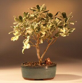 unknown Flowering Japanese Mock Orange Bonsai Tree - Variegated<br><i>(pittosporum tobira variegata)</i>