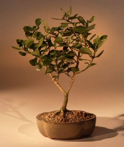 unknown Flowering Tropical Dwarf Apple Bonsai Tree - Large<br><i>(clusia rosea 'nana')</i>