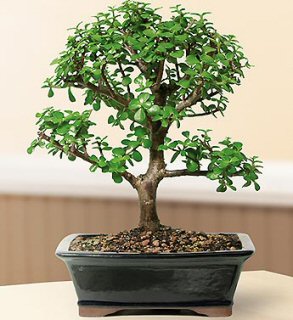 Baby Jade  Bonsai Tree - Large(Portulacaria Afra) Image
