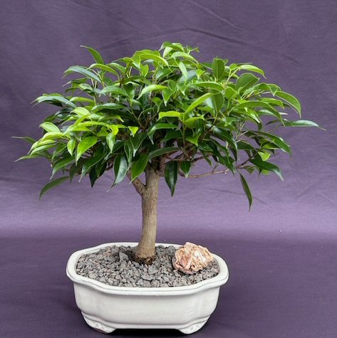 unknown Oriental Ficus Bonsai Tree - Aged<br><i>(ficus benjamina 'orientalis')</i>