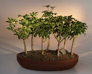 unknown Hawaiian Umbrella Bonsai Tree <br>7 Tree Forest Group<br><i>(arboricola schefflera 'luseanne')</i>