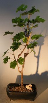 Grapevine Bonsai Tree(cabernet sauvignon) Image
