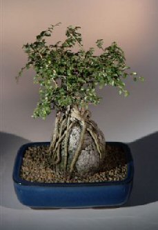 Catlin Elm - Root Over Rock  (ulmus parvifolia)