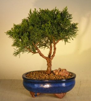 Shimpaku Bonsai Tree Bonsai Tree - Small  (shimpaku itoigawa)