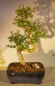 unknown Chinese Flowering White Serissa - Large<br>Bonsai Tree Of A Thousand Stars<br>S Shaped Trunk<br><i>(Serissa Japonica)</i>