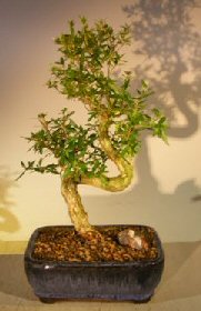 Chinese Flowering White Serissa - Largebonsai Tree Of A Thousand Starss Shaped Trunk(serissa Japonica)