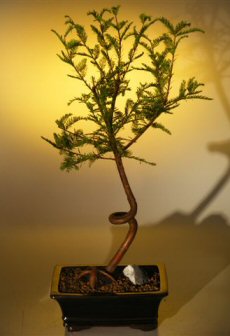 Bald Cypress Bonsai Tree - Coiled Trunk  (taxodium distichum)