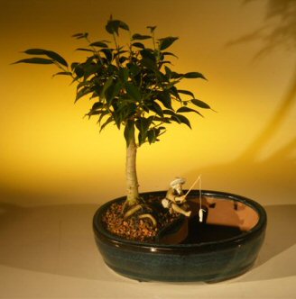 Ficus Oriental Bonsai Tree/Water Bonsai Pot (ficus 'orientalis') Image
