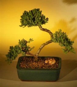 Juniper Bonsai Tree - Curved Trunk  (juniper procumbens nana)