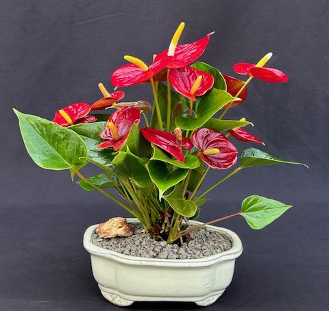 unknown Flowering Red Anthurium(small talk) Bonsai Tree<br><i>(anthurium andraeanum)</i>