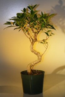 unknown Pre Bonsai Ficus Retusa Bonsai - Large<br>Curved Trunk Style