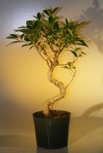 Pre Bonsai Ficus Retusa Bonsai - Largecurved Trunk Style