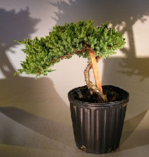 Pre Bonsai Juniper Bonsai Tree - Staked(Juniper Procumbens nana) Image