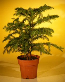 unknown Pre Bonsai Norfolk Island Pine<br><i>(Araucaria Heterophila)</i>